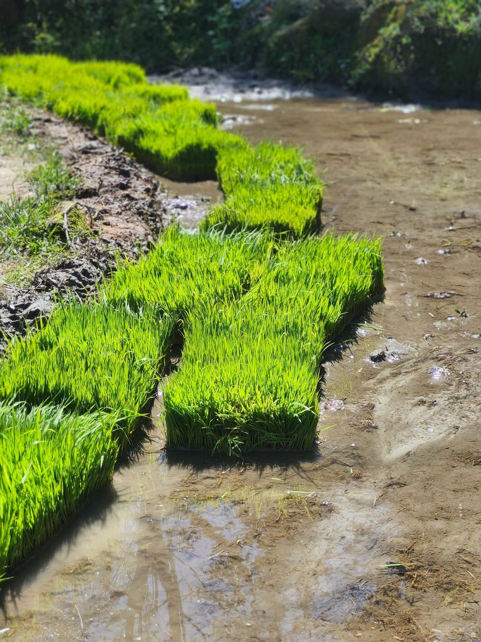 2026春 茶山‧草厝‧春耕 親子農事體驗:圖片 6